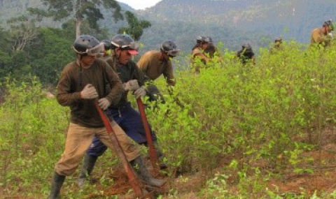 Площта на плантациите засадени с кока в Колумбия е намаляла с 25% - 1