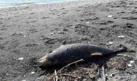 Морето изхвърли мъртъв делфин до Бургас - 1