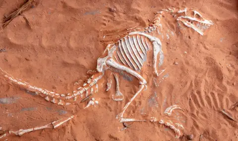 Откриха нови кости на динозаври край Трън (СНИМКИ) - 1