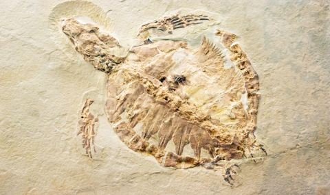 Откриха фосили от речна костенурка на 70 милиона години в Египет (СНИМКИ) - 1