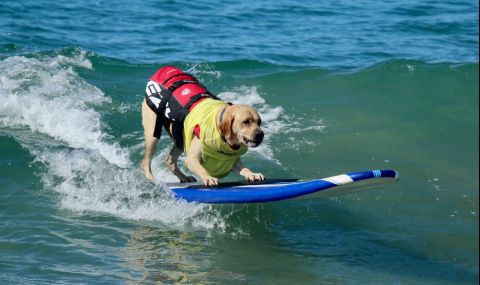 Проведе се световно първенство по сърф за кучета (ВИДЕО) - 1