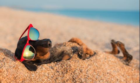 Разярени туристи искат солени глоби за кучета на плажа и в заведенията - 1