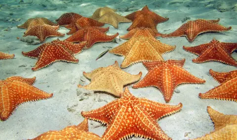Над 5 милиарда морски звезди са измрели в Тихия океан и учените най-накрая знаят защо - 1