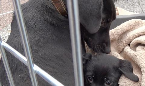 Търсят се нови стопани на кучетата от Общинския приют в Дупница - 1