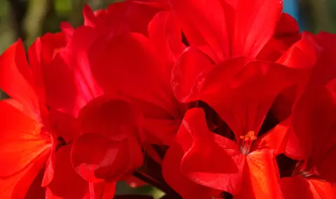 Мушкатото - поверия, които предупреждават за евентуални беди и проблеми - 1