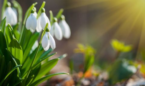 Проф. Рачев: Предстои много топло време  - 1