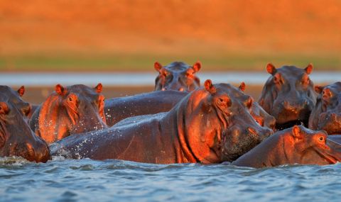 Хипопотамите на Пабло Ескобар нарушават екосистемата в Южна Америка - 1