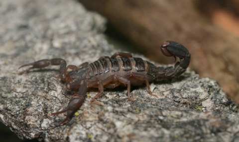 Неприятна изненада – скорпион в раница - 1