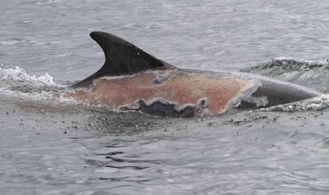 Вижте как се възстановява делфин, получил слънчево изгаряние (СНИМКИ) - 1