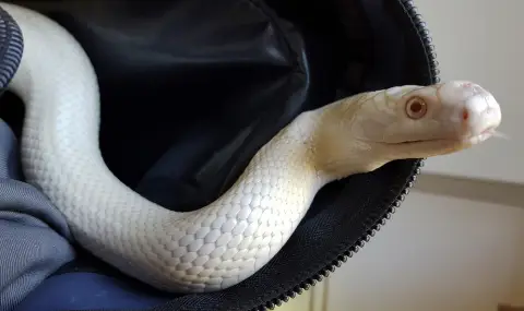 Арестуваха мъж с 47 отровни змии в самолет - 1