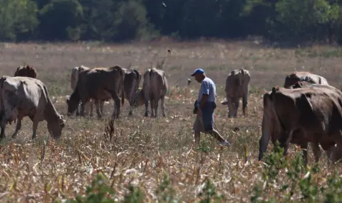 20 организации от аграрния сектор: Бюджет 2026 обрича на фалити производителите на храна - 1