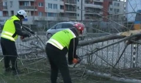 Над 120 сигнала за паднали клони, дървета и ламарини в столицата - 1