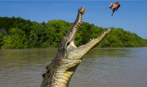 Група озверели крокодили хвана на тясно двама мъже и кучето им - 1