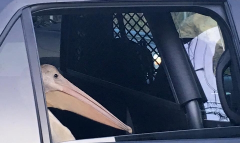 Арестуваха пеликан в САЩ - 1