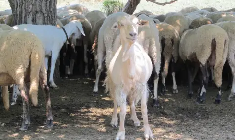 Plague of goats and sheep detected in Romania  - 1