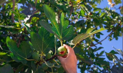 Климатичните промени повишават интереса към отглеждането на смокини в България - 1