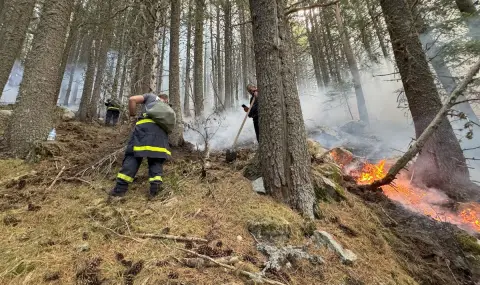 WWF: Над 90% от горските пожари у нас са резултат от човешка намеса - 1