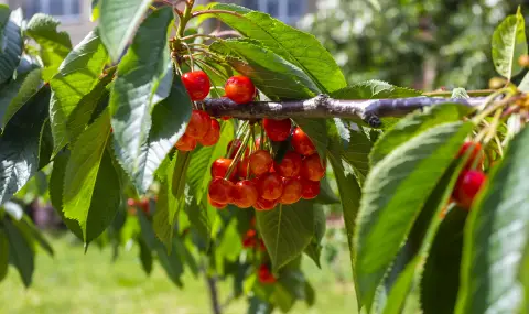 Cherries in the Kyustendil region will be guarded by gendarmerie and border police  - 1