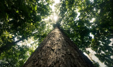 Вижте най-високото вековно дърво в Китай (ВИДЕО) - 1