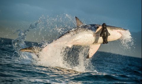 Голямата бяла акула срещу тюлените на Острова на тюлените (ВИДЕО) - 1