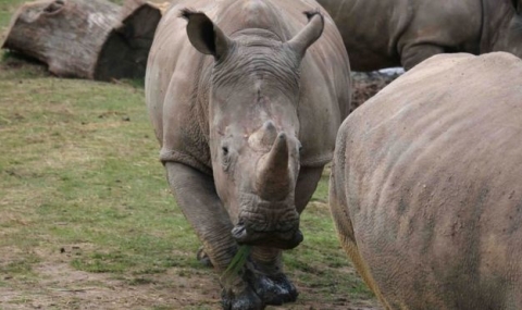Бракониери убиха носорог във френски зоопарк (ВИДЕО) - 1