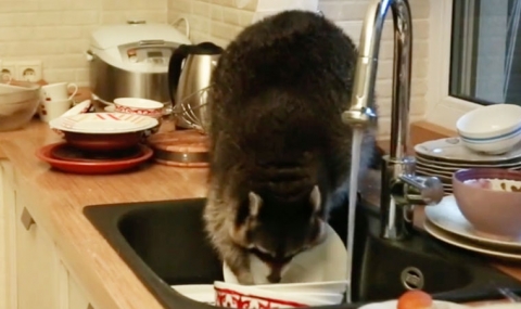 Миеща мечка изми мръсните чинии на семейство от Казахстан (ВИДЕО) - 1