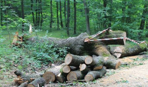 Отсечени дървета в София вече ще се компенсират в същия имот - 1