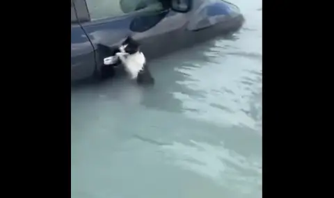 В Дубай спасиха от наводнението котка, забила нокти в дръжка на автомобилна врата (ВИДЕО) - 1