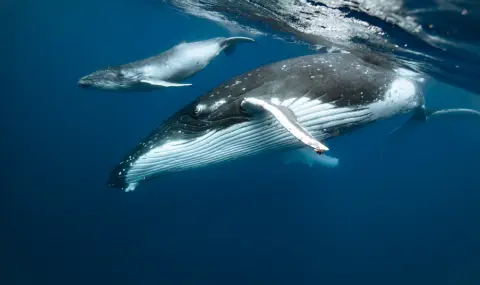 Учени откриха как китовете пеят и огласят океана - 1