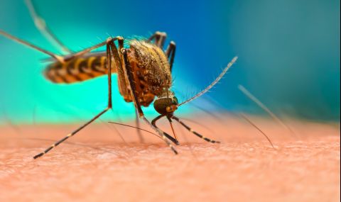 Какво може да ни причини ухапването от комар? - 1