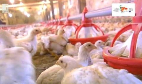 Заради птичи грип: Унищожават хуманно 395 000 кокошки в птицеферма в Дебелец - 1