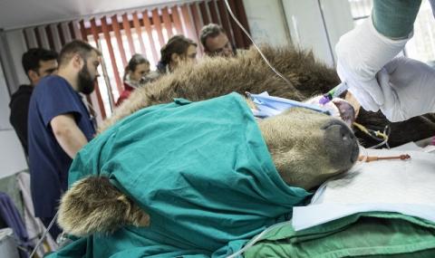 Софийският мечок Лиам пострада след подхвърлена храна - 1