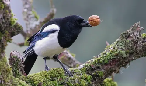 Мозъкът на птиците наподобява значително човешкия - 1