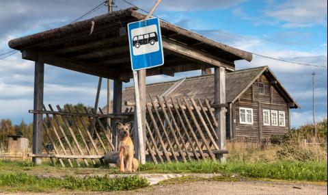 Съвестен гражданин: Куче със собствена карта за автобус (СНИМКА) - 1