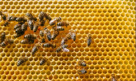 Построиха дом за 1500 пчели насред бетонен град - 1