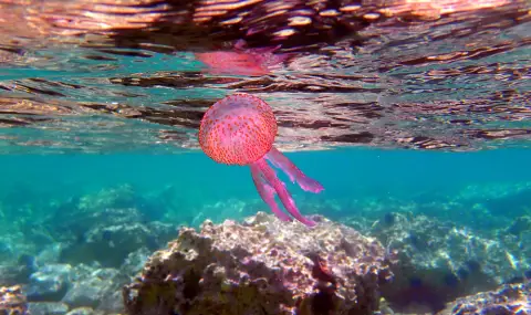 Опасни лилави медузи в морето около Солун, Катерини и Халкидики - 1