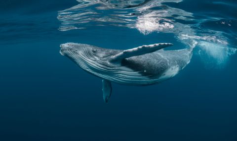 Морски биолози откриха кит с тежко гръбначно изкривяване (ВИДЕО) - 1
