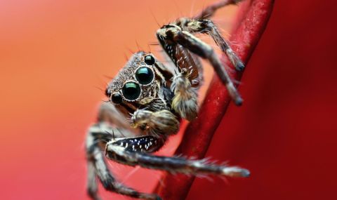 Учени установиха, че паяците ослепяват, когато гладуват - 1