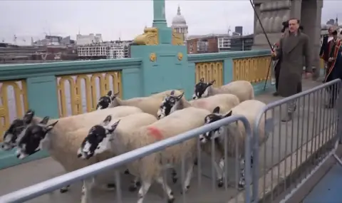 Hollywood star Damien Lewis led a flock of sheep across a bridge over the Thames VIDEO  - 1