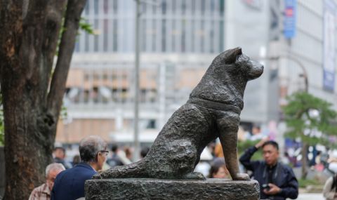 Токио ще отпразнува 100-годишнината на Хачико  - 1