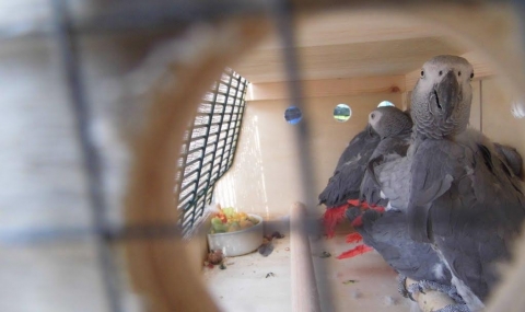 26 арестувани папагала заминаха за Франция - 1