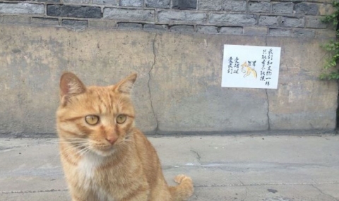 Музей в Китай приюти бездомни котки след оплаквания в интернет - 1