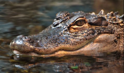 Алигатор посети църковна служба - 1