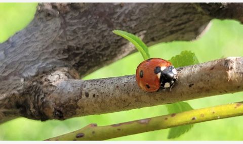 Времето днес, прогноза за сряда, 24 май: Слънчево преди обед, дъжд на изток и в планините - 1