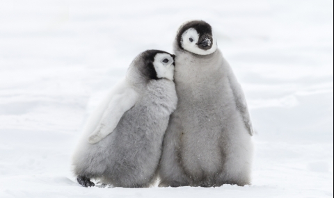 Пингвините, за които дори не подозирате, че съществуват - 1