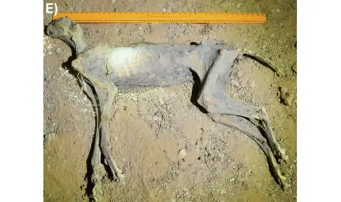 Намериха седем мумифицирани гепарда в пещери на Саудитска Арабия - 1