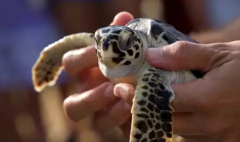 Дубай пусна на свобода над 100 костенурки - 1