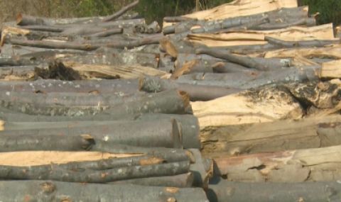Временна парламентарна комисия ще решава проблемите с недостига на дърва за огрев - 1