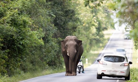 Слон се разходи по магистрала в Южна Италия (ВИДЕО) - 1