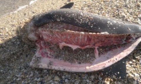 Убит делфин потресе рибари - 1
